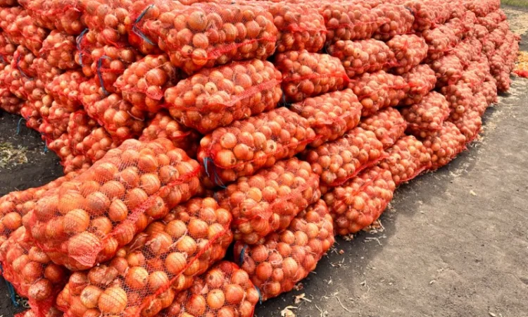 Продається Цибуля МЕДУЗА - фото № 5