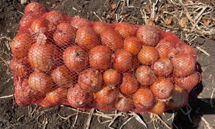 Цибуля Медуза високої якості - фото № 1