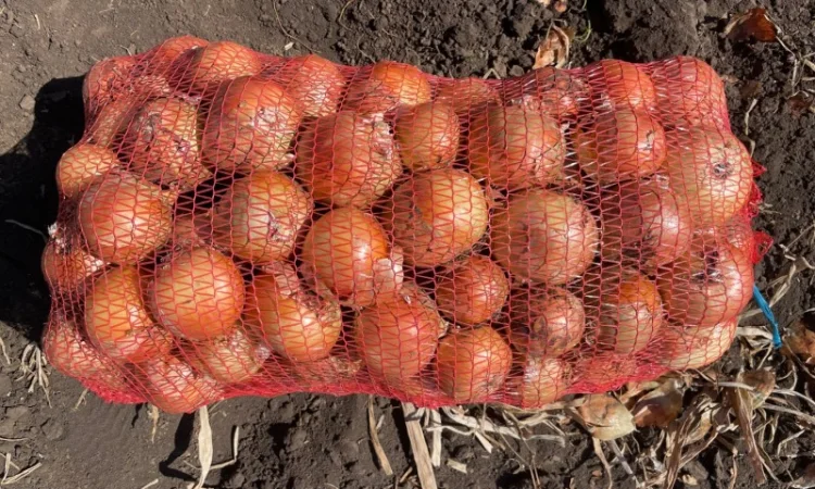 Цибуля Медуза високої якості - фото № 2