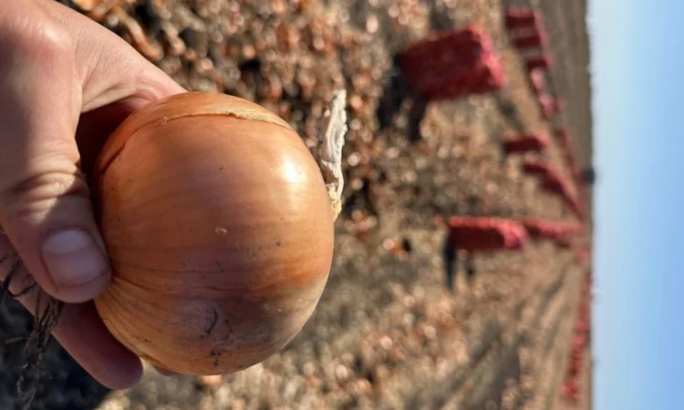 Продаж товарної цибулі - фото № 1