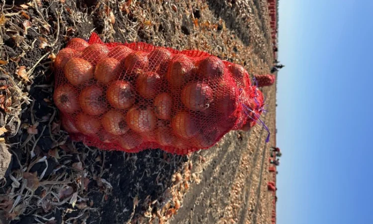 Продаж товарної цибулі - фото № 2