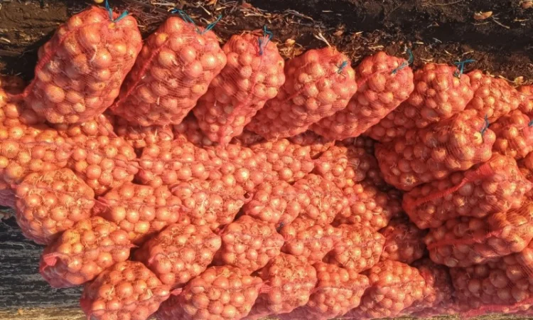 Продаж лука оптом - фото № 1