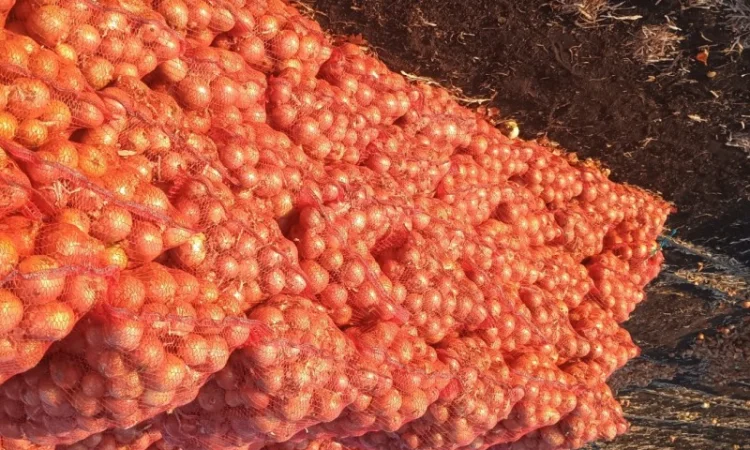 Продаж лука оптом - фото № 2