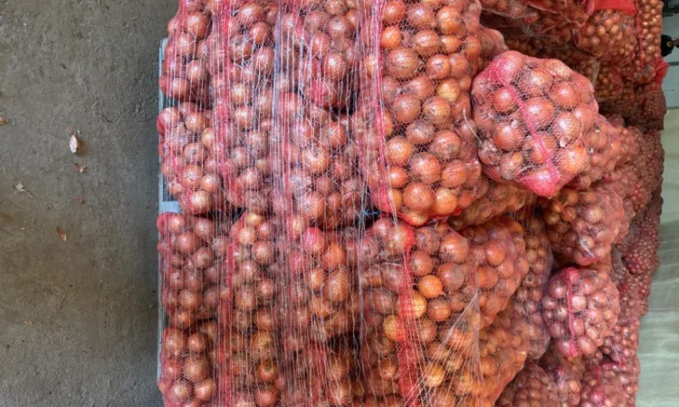 Продаж цибулі сорту медуза - фото № 1