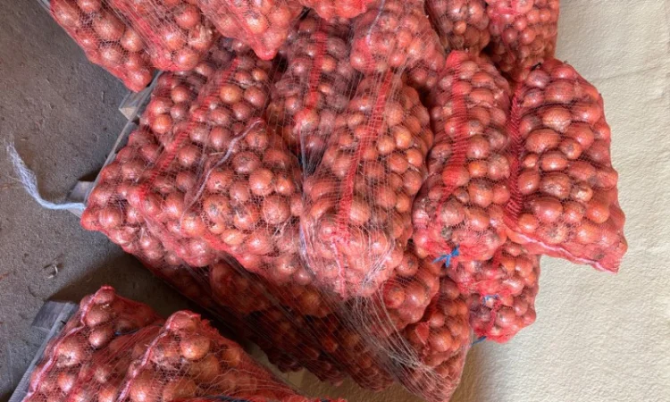 Продаж цибулі сорту медуза - фото № 2