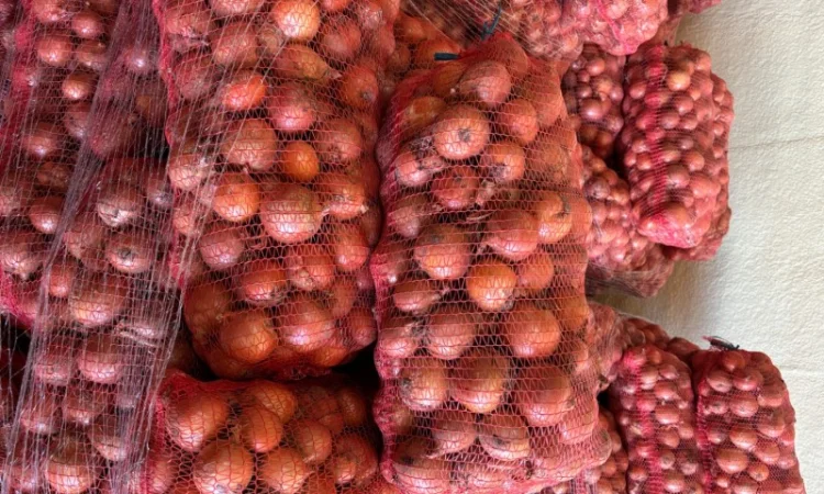 Продаж цибулі сорту медуза - фото № 3