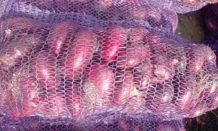 Цибуля ялтинська для продажу - фото № 1