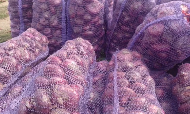 Цибуля ялтинська для продажу - фото № 2