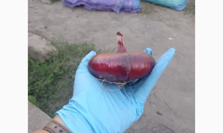 Цибуля ялтинська для продажу - фото № 3