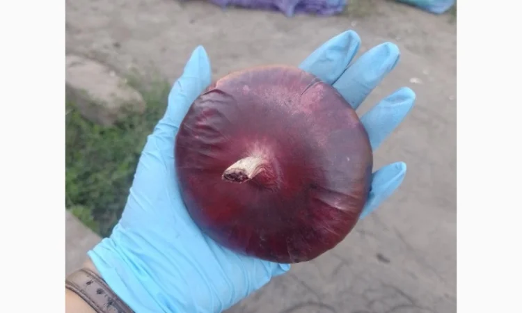 Цибуля ялтинська для продажу - фото № 4