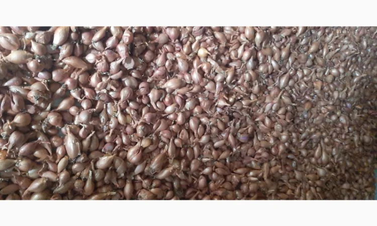 Продаю цибулю кущівку для посадки - фото № 2