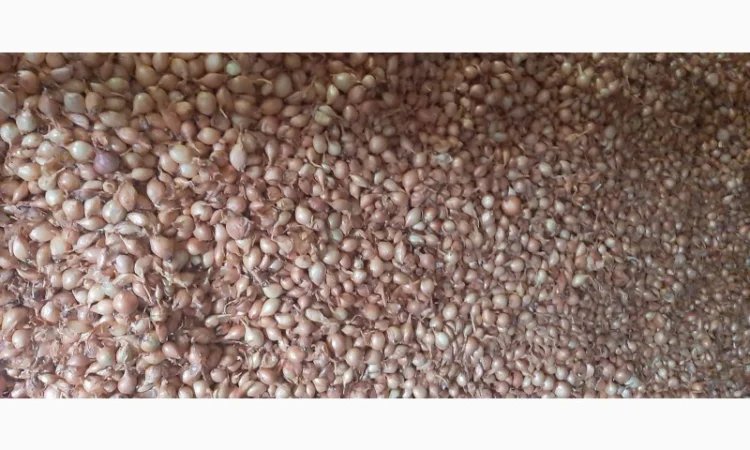 Продаю цибулю кущівку для посадки - фото № 3