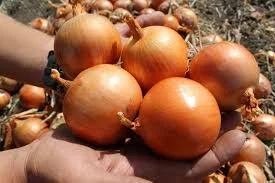 Соковита молодая цибуля из Днепропетровской области - оптом от 10 т - фото № 1