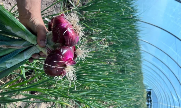 Продаж ялтинської цибулі - фото № 1