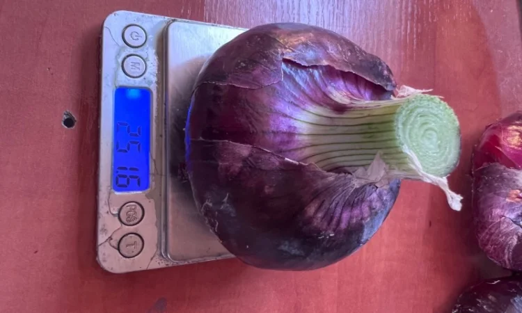 Продаж ялтинської цибулі - фото № 3