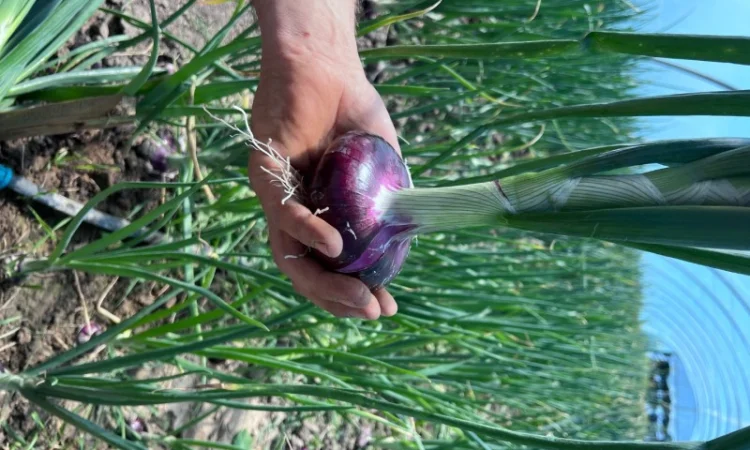 Продаж ялтинської цибулі - фото № 4