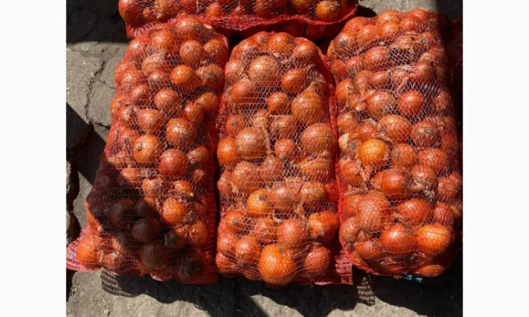 Фасованный лук Медуза, опт от 1 тонны - фото № 2