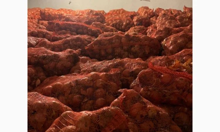 Цибуля ріпчаста оптом від виробника - фото № 1