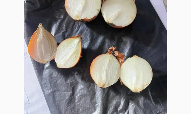Цибуля ріпчаста оптом від виробника - фото № 2