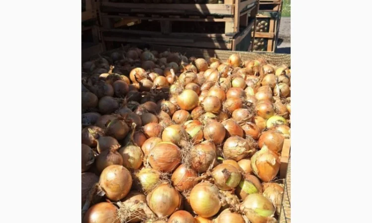 Прямі поставки цибулі з Польщі - фото № 1