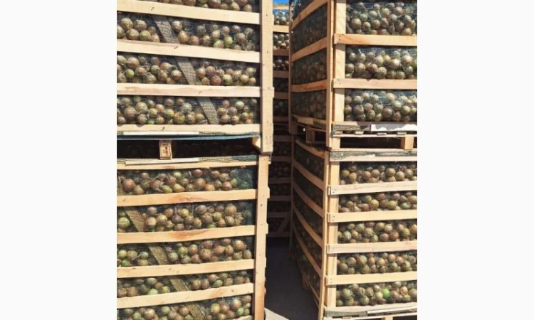 Прямі поставки цибулі з Польщі - фото № 2