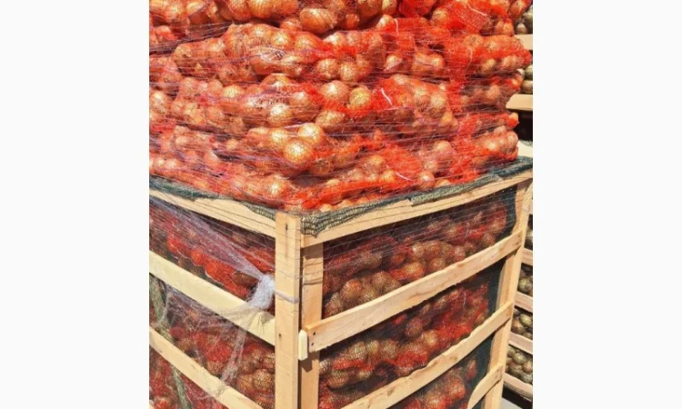 Прямі поставки цибулі з Польщі - фото № 3