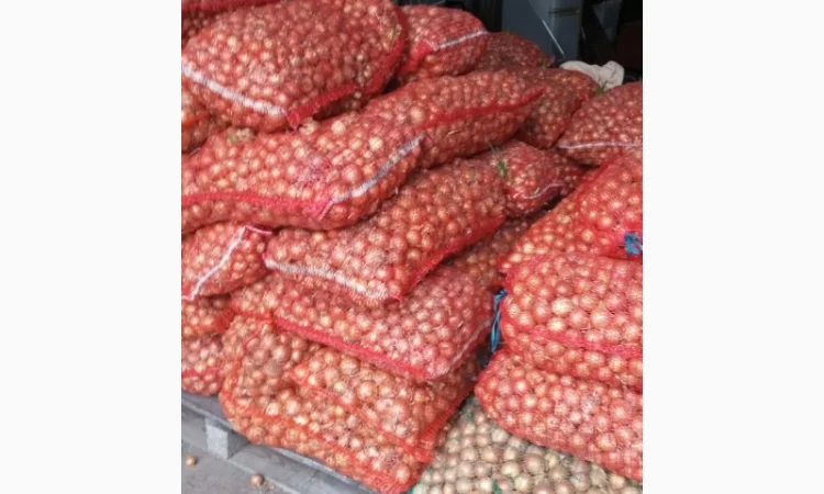 Куплю цибулю халцидон - фото № 1