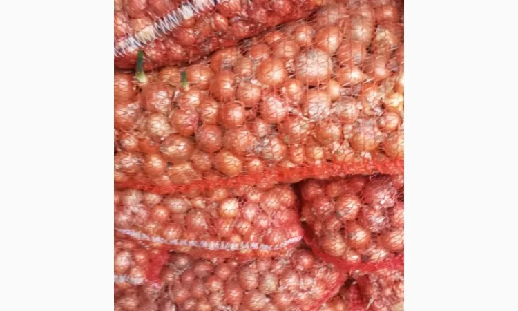 Куплю цибулю халцидон - фото № 2