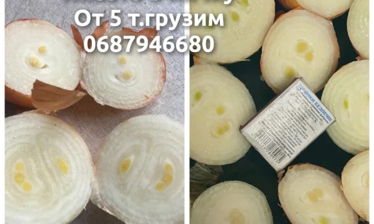 Лук на выгонку пера в продаже - фото № 1