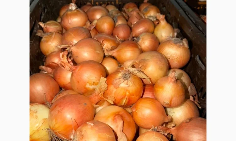 Якісна цибуля на продаж - фото № 1