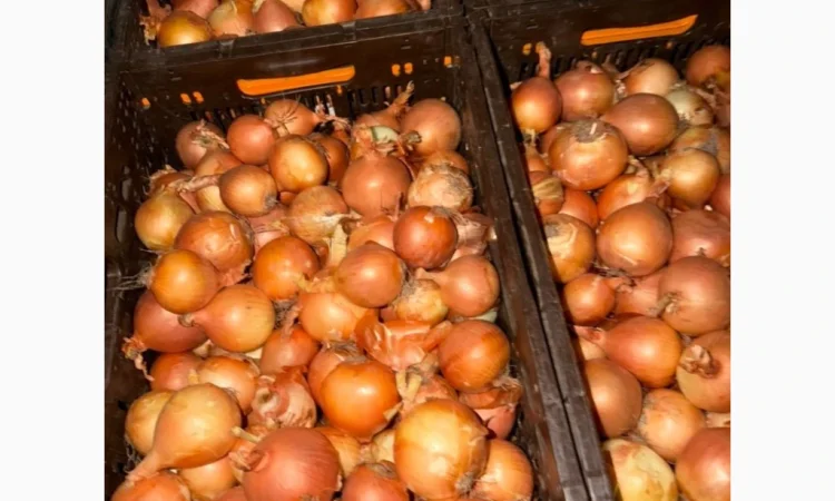 Якісна цибуля на продаж - фото № 2