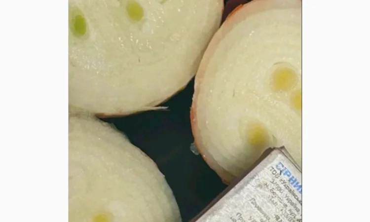 Продажа лука на выгонку пера - фото № 1