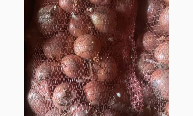 Продажа цибулі гарної якості - фото № 1