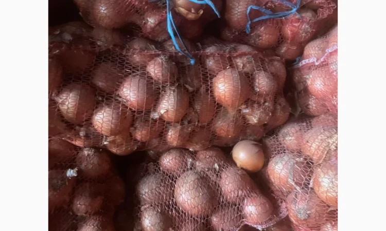 Продажа цибулі гарної якості - фото № 3