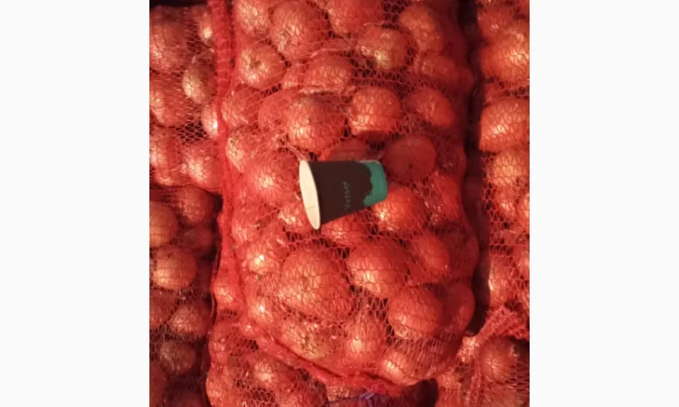 Продажа цибулі манас, калібр 4-8 см - фото № 1