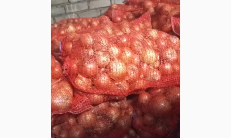 Продажа цибулі манас, калібр 4-8 см - фото № 2