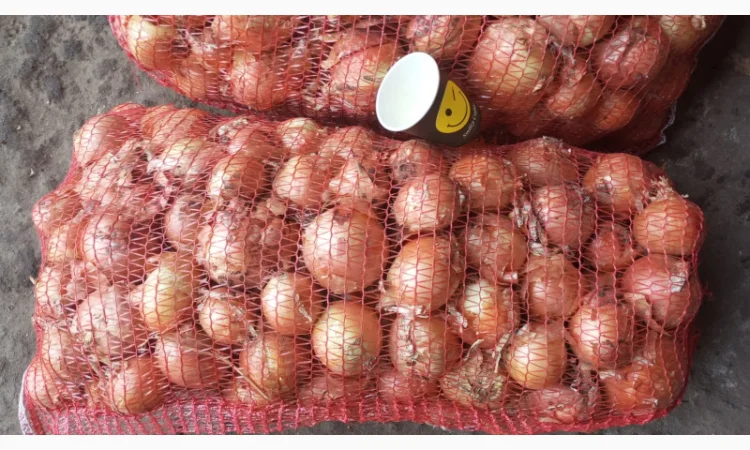 Продажа цибулі манас, калібр 4-8 см - фото № 3