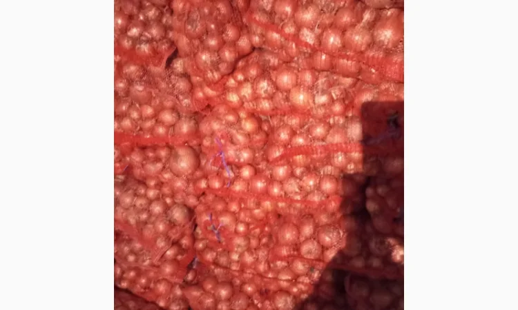 Продажа цибулі манас, калібр 4-8 см - фото № 4