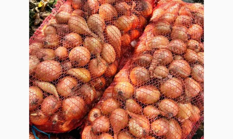 Цибуля на продаж - фото № 2