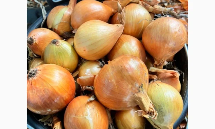 Цибуля на продаж - фото № 3