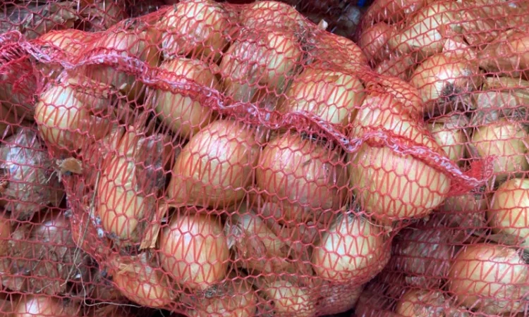 Продаю Цибулю сорту Фотон - фото № 1