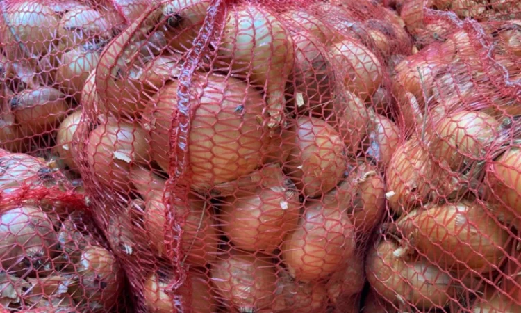 Продаю Цибулю сорту Фотон - фото № 2