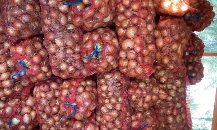 Продаю Цибулю сорту Фотон - фото № 3