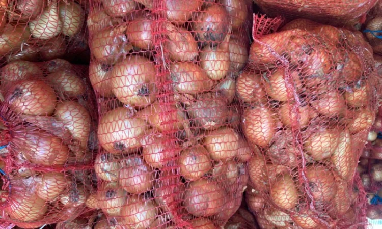 Продаю Цибулю сорту Фотон - фото № 4