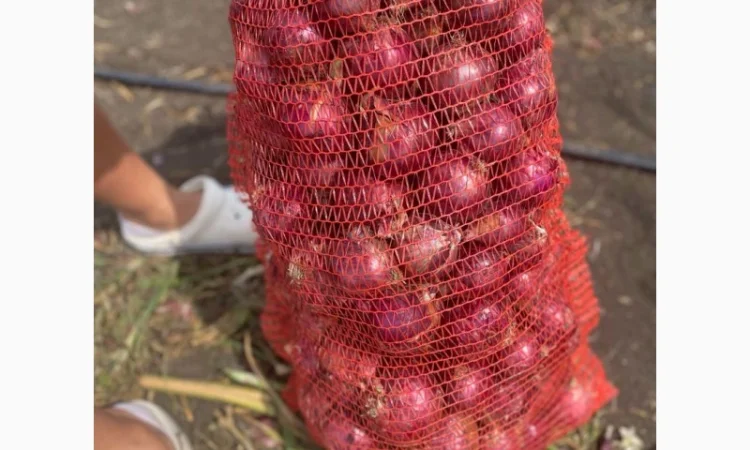 Продаж цибулі Свіфт та Фабула - фото № 10