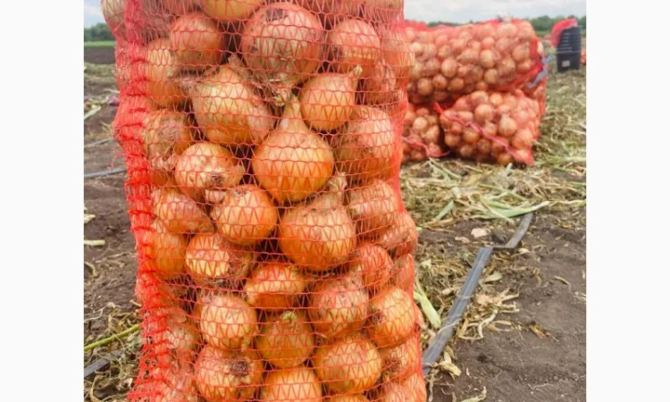 Продаж цибулі Свіфт та Фабула - фото № 2