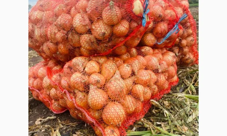 Продаж цибулі Свіфт та Фабула - фото № 3