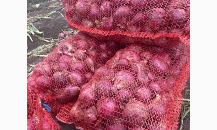 Продаж цибулі Свіфт та Фабула - фото № 4