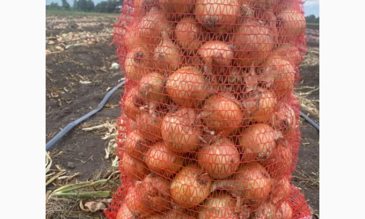 Продаж цибулі Свіфт та Фабула - фото № 6