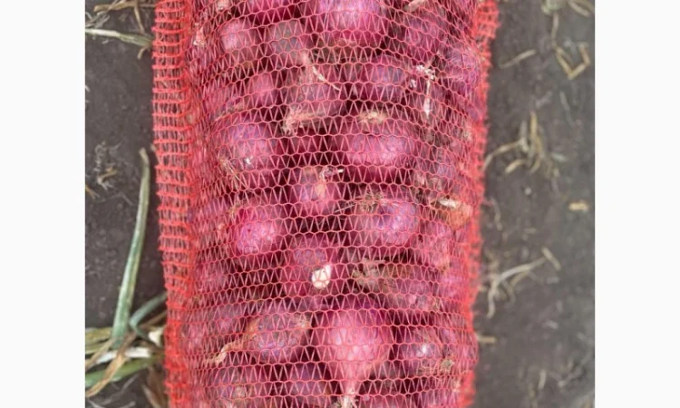 Продаж цибулі Свіфт та Фабула - фото № 7